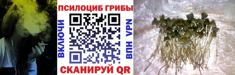 Купить где  Ростов  Галлюциногенные грибы прущие грибы 